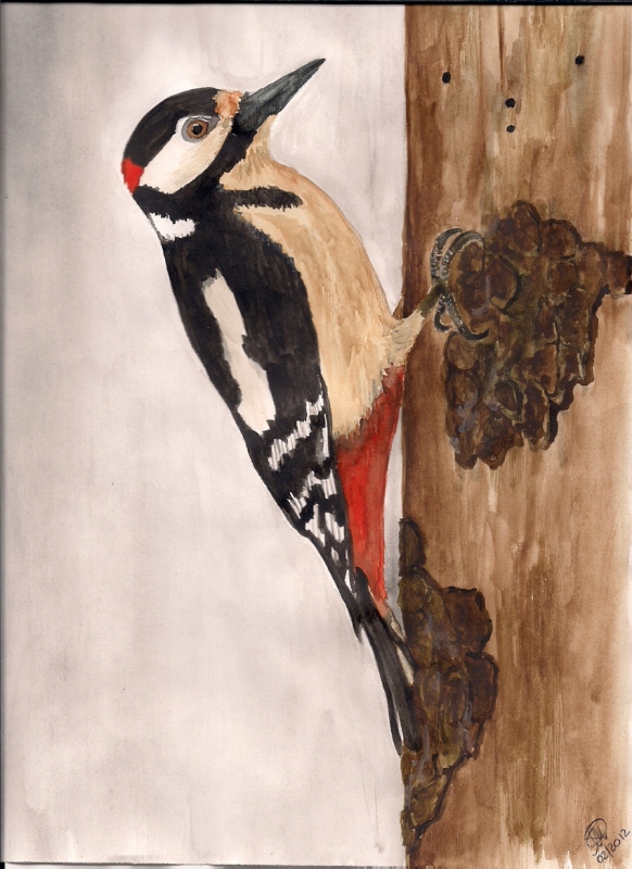 Acquerello - Picchio rosso